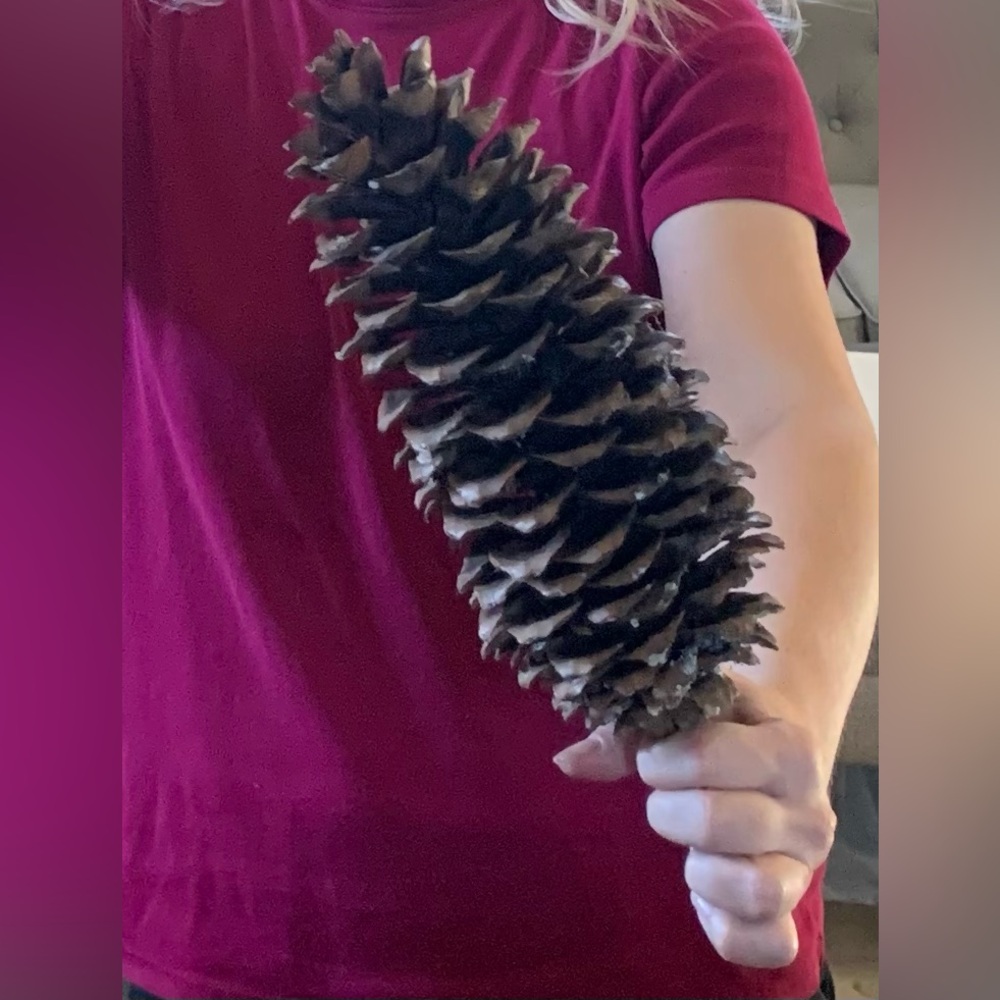 2 Gigantic pinecones! Sugar pine cones XXL HUGE MASSIVE Very large ~ 10 inches - Picture 2 of 9